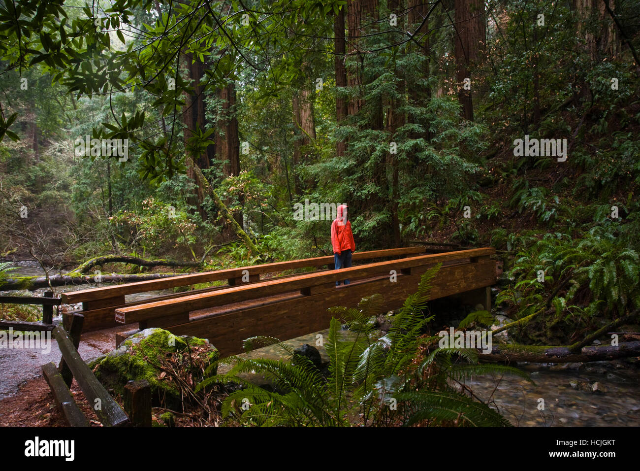 Hiker Zach Podell-Eberhardt stands on a footbridge contemplating the forest on a rainy day in Muir Woods National Monument, California. Stock Photo