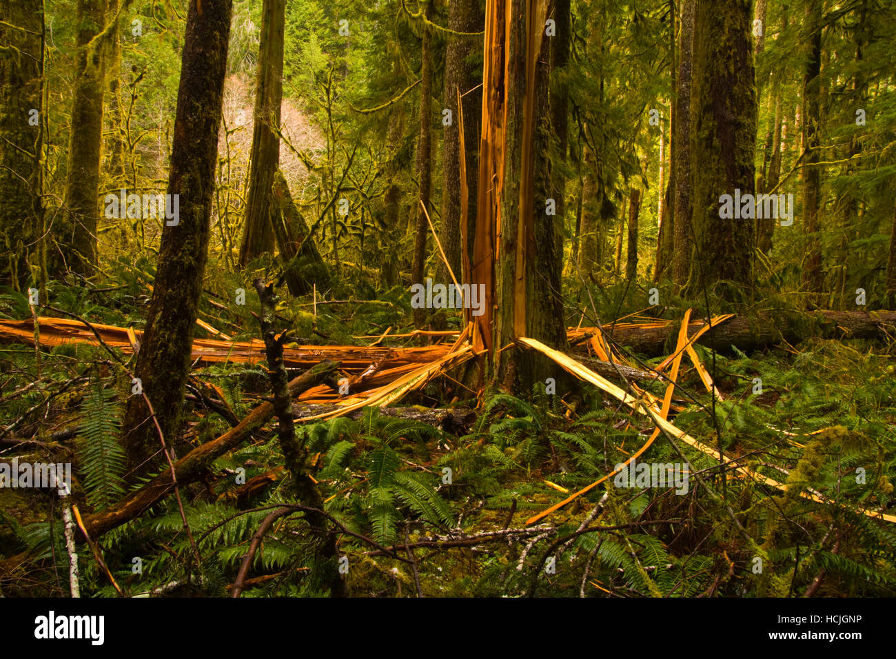 A western red cedar (Thuja plicata) tree lies violently splintered apart (possibly by a lightning strike) in the old-growth forest along Marymere Falls Trail, Olympic National Park, Washington. Stock Photo