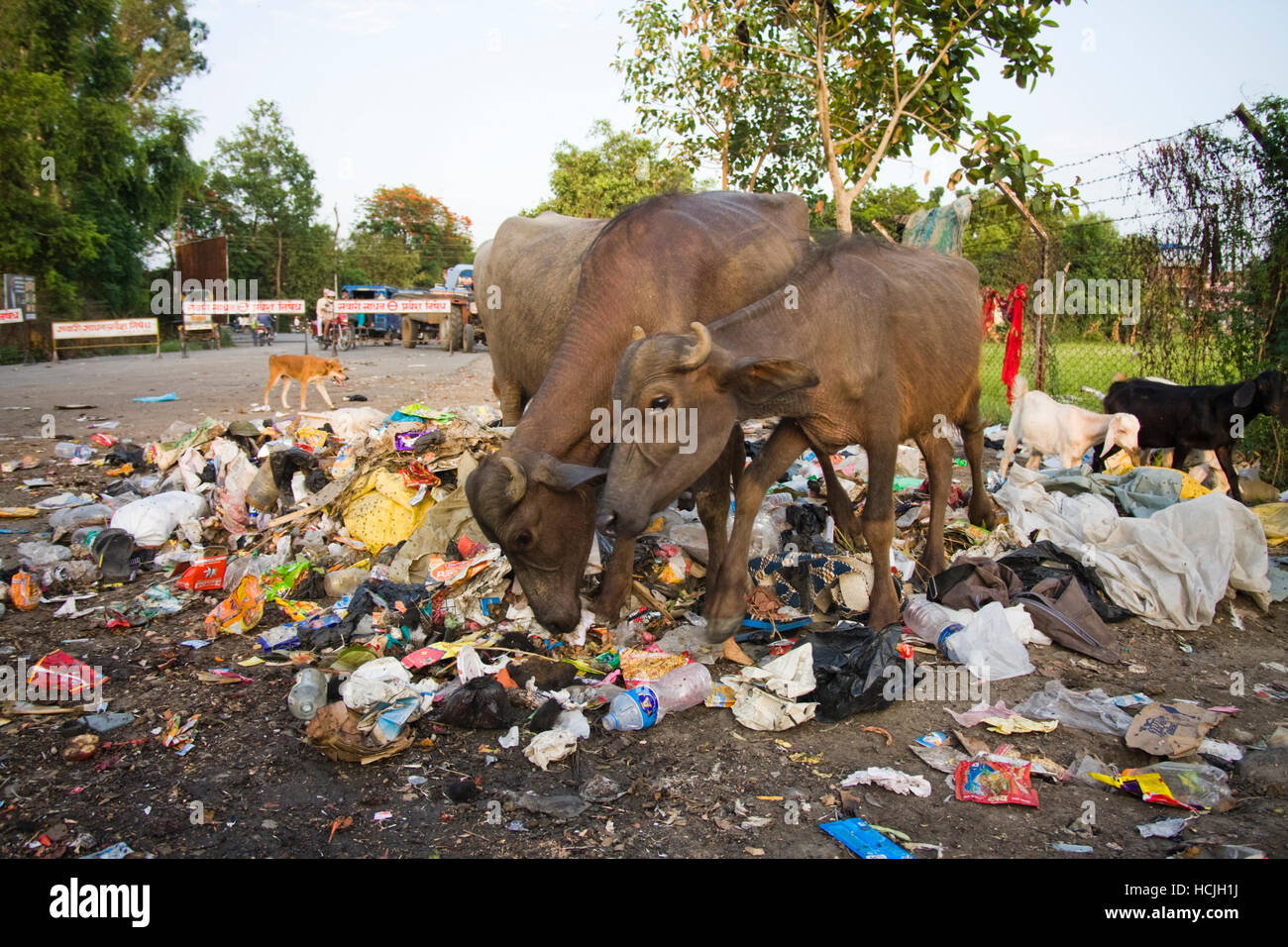 Asian water buffalo (Bubalus bubalis), goats and a dog scavenge for food in a garbage pile in the streets of Bharatpur, a city in the Terai, Nepal. Stock Photo
