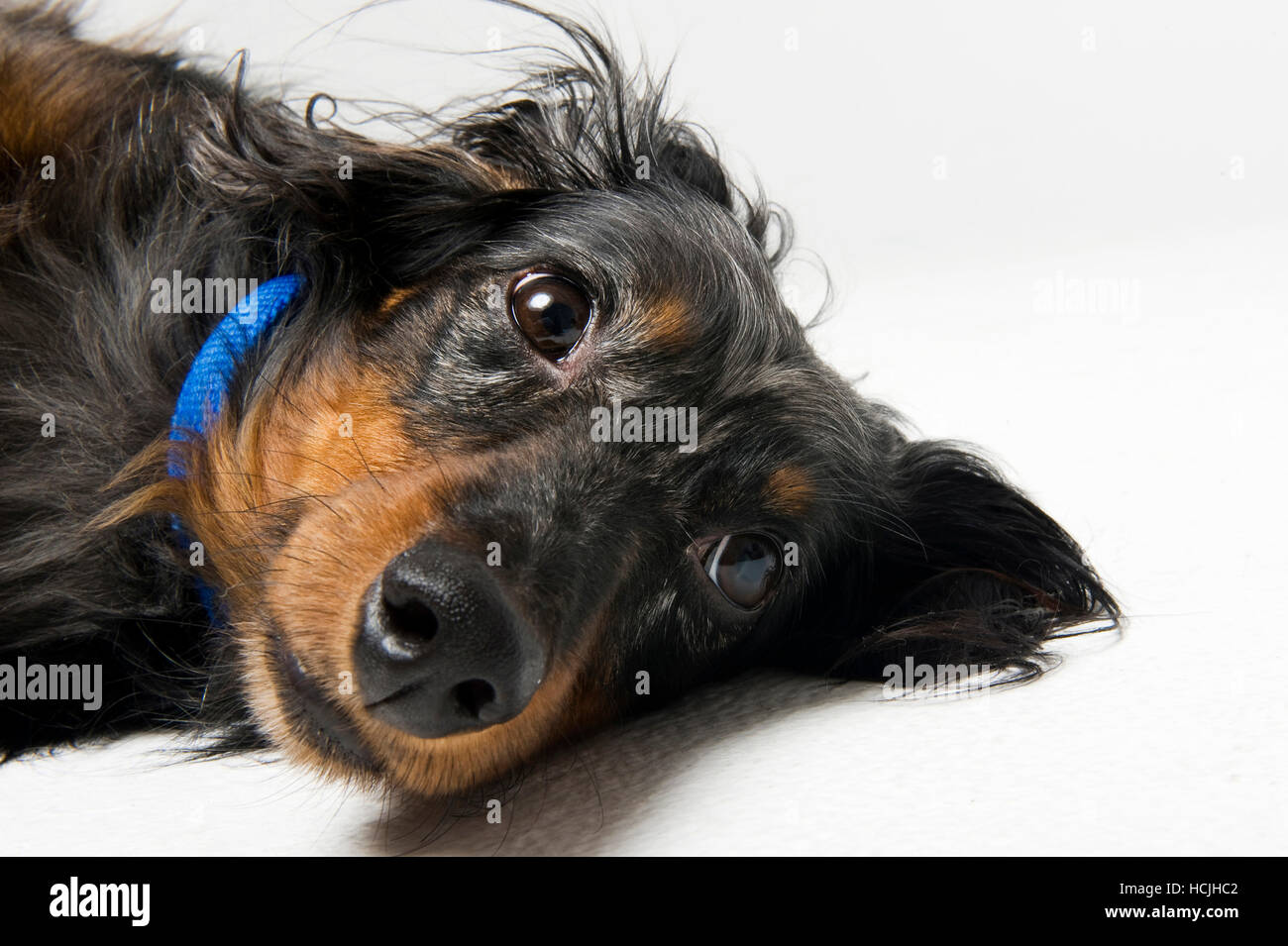 A black and tan longhaired dachshund lays on his side. Stock Photo