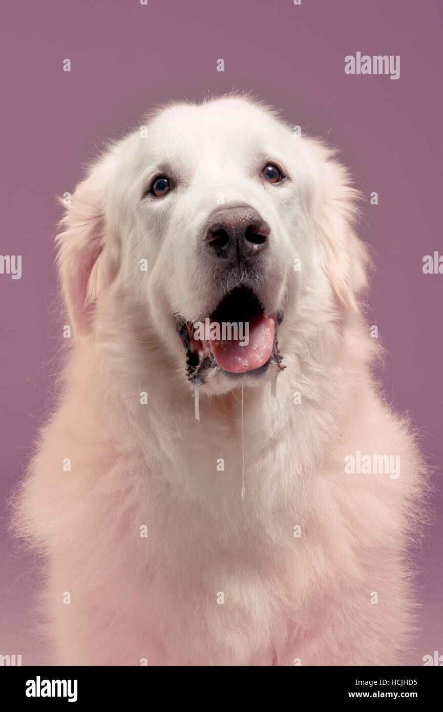 Great Pyrenees Pants Great Pyrenees Pants