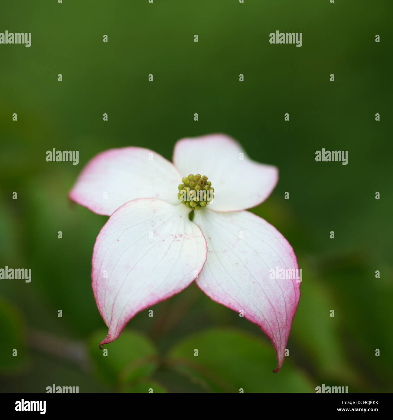 Flower Cornus kousa Stock Photo - Alamy