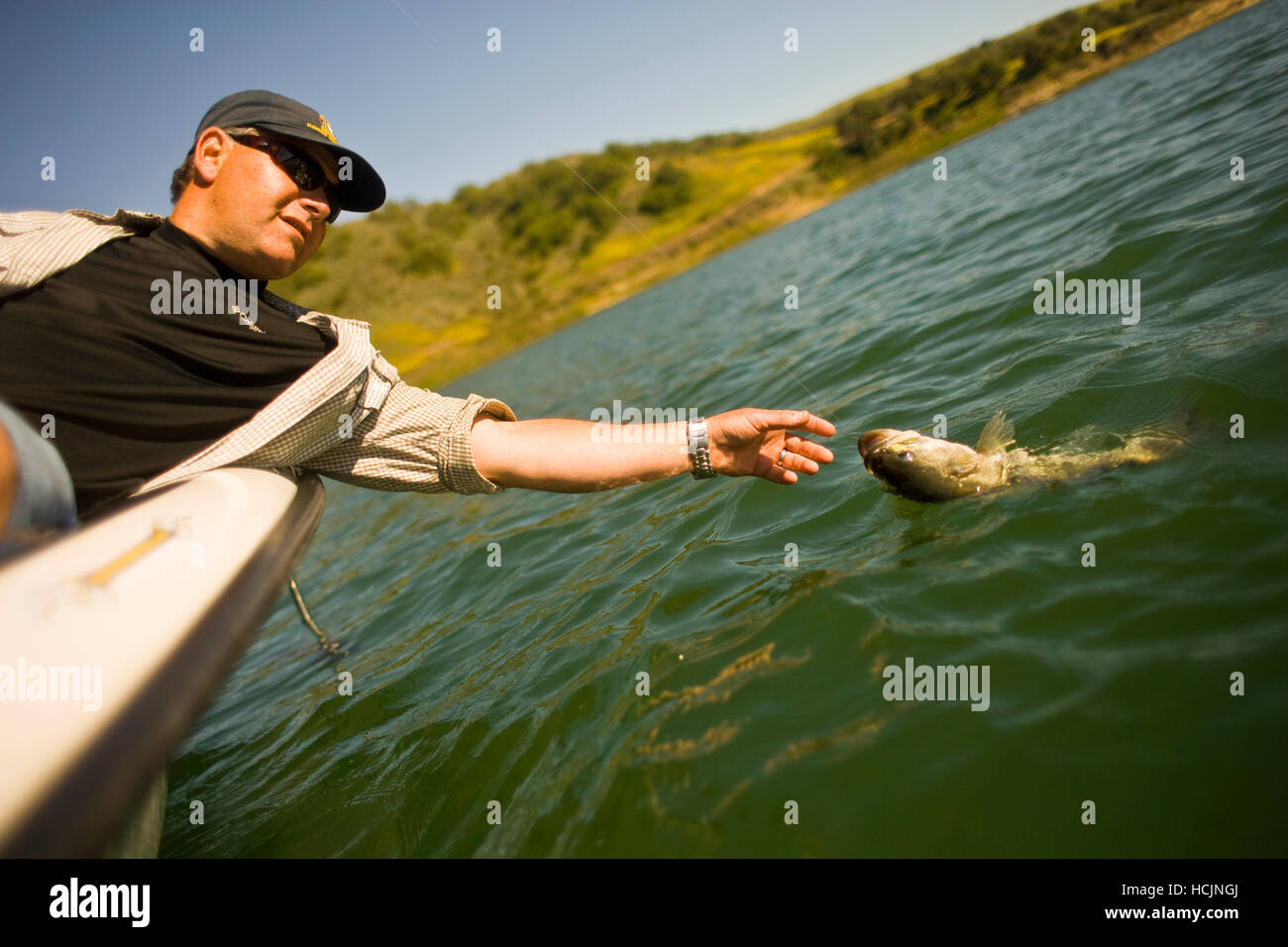 A man leans off the side of a boat and reaches to pull in a hooked fish on a line while bass fishing in Lake Casitas Stock Photo