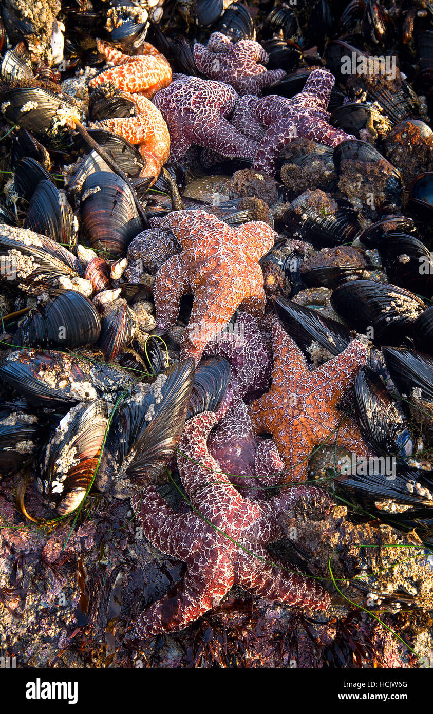 Low tide in Point Reyes National Seashore exposes startfish and mussels