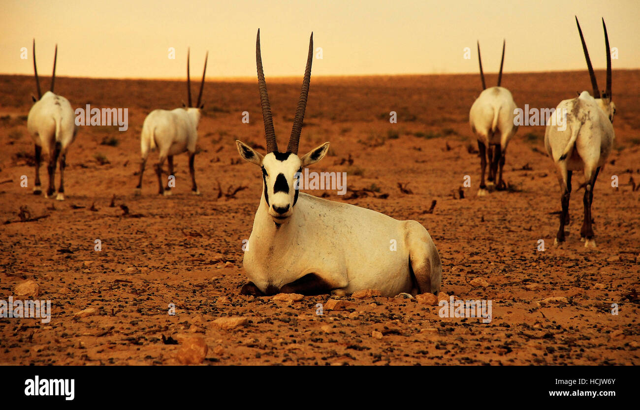 Gazelle, a typical animal of the natural reserve of palmyrian desert, in  Palmyra, Syria Stock Photo - Alamy