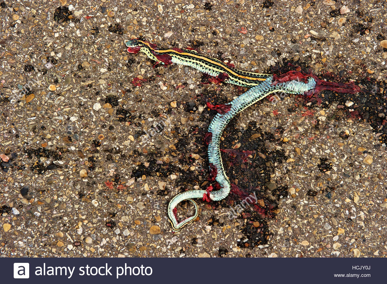 Squashed Rattlesnake Squashed By A Car High Resolution Stock Photography and Images - Alamy