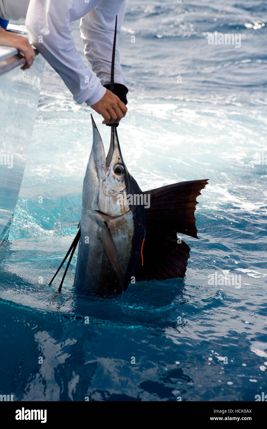 Picture of fishing rods and reels on a boat that is offshore fishing for  marlin and other billfish on the ocean on a sunny day in Costa Rica Stock  Photo - Alamy