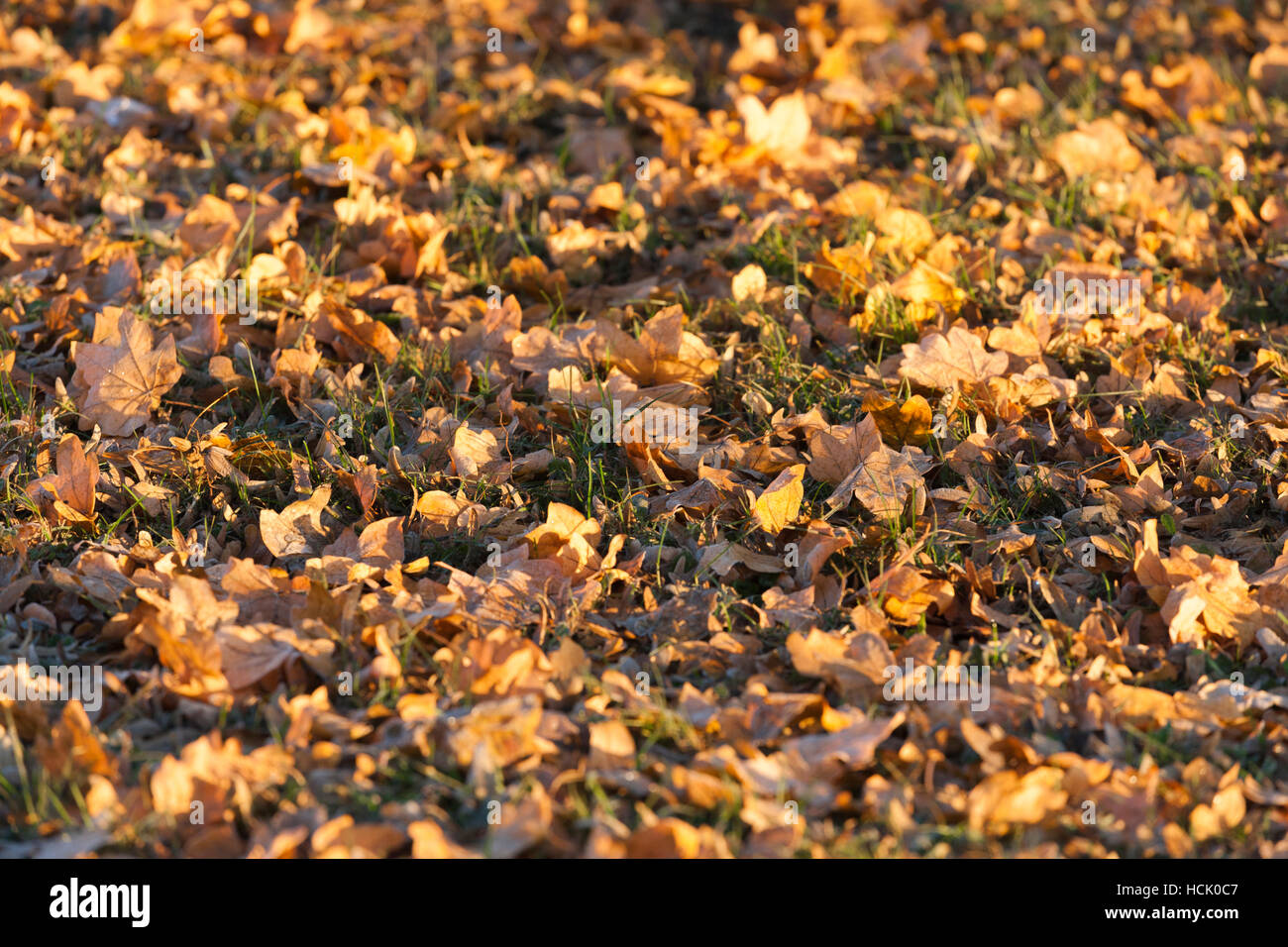 yellow leaves on the ground with warm morning sunshine Stock Photo - Alamy
