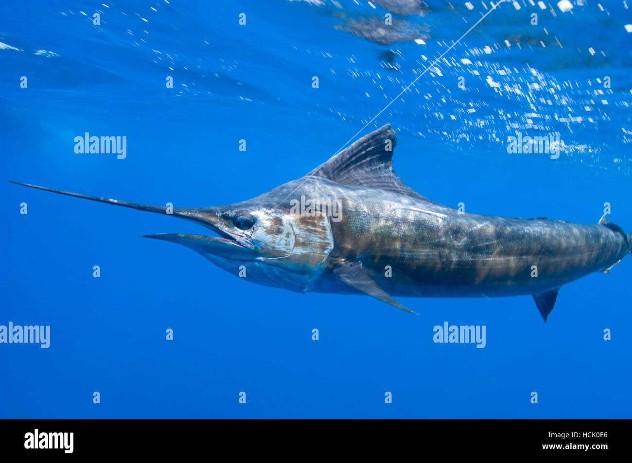 A sailfish fights a fishing line underwater Stock Photo - Alamy