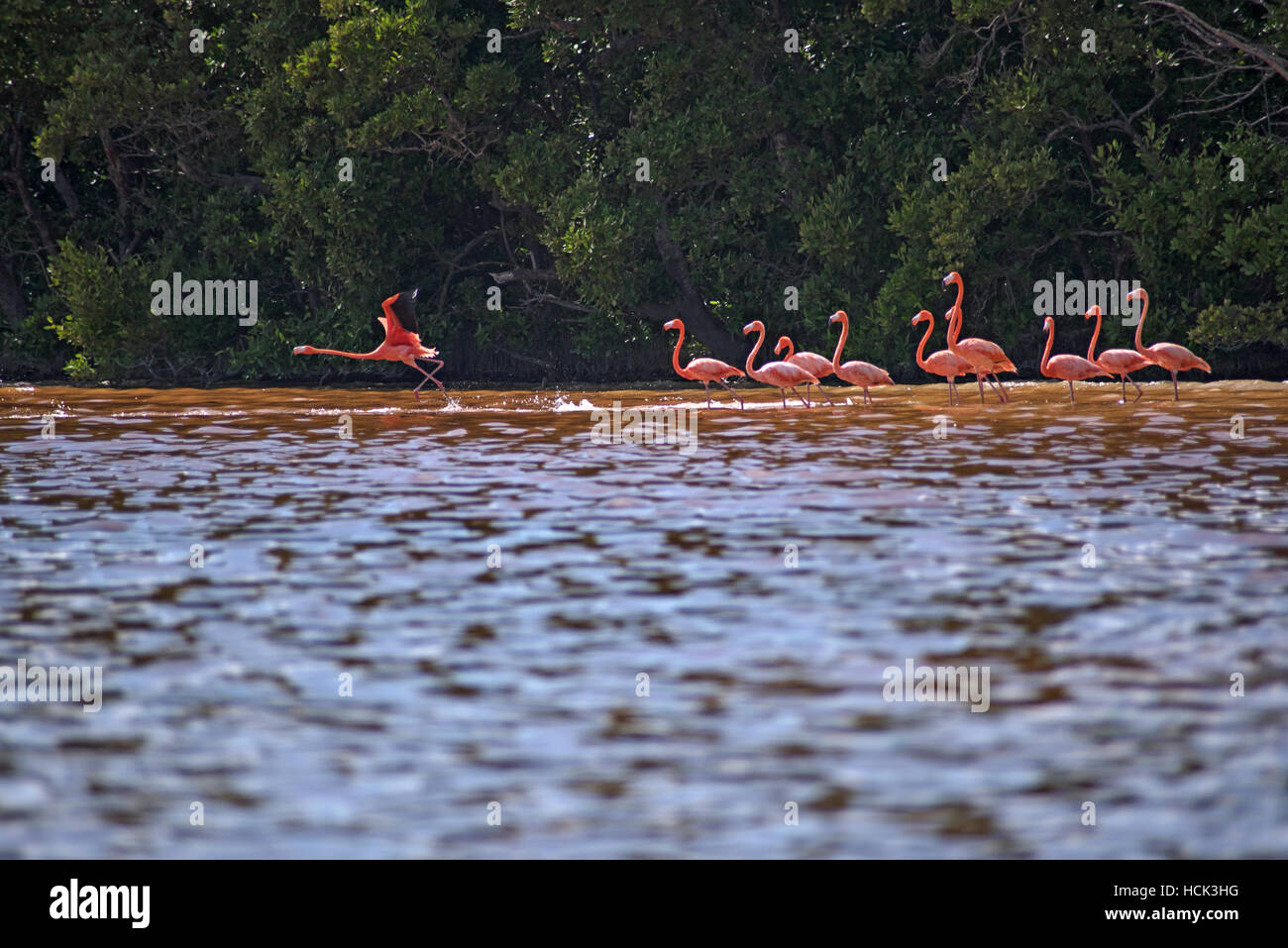 Flamingos in Celestun Biosphere Reserve, Mexico Stock Photo