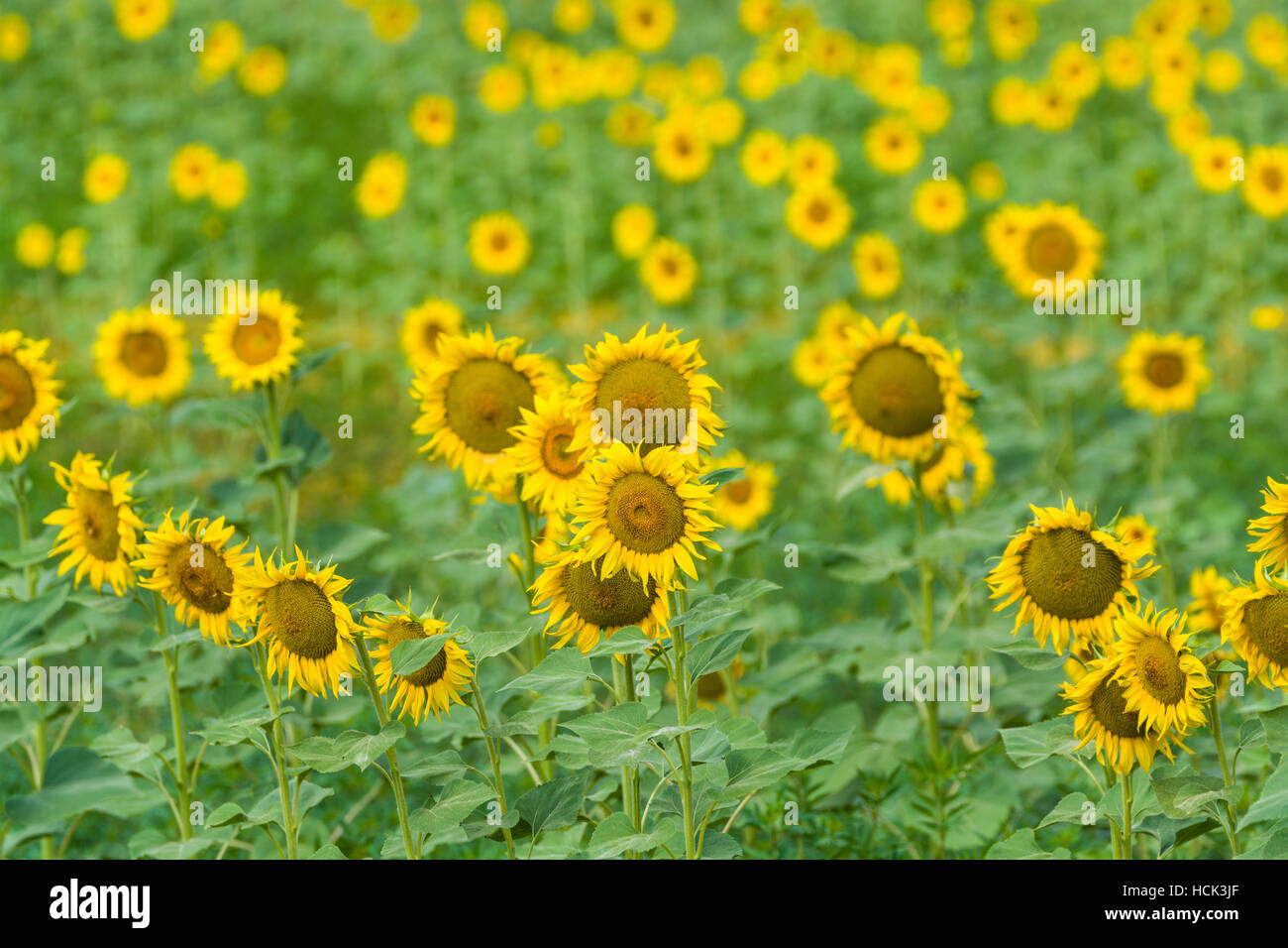 Sunflowers on the field and blue sky Stock Photo - Alamy