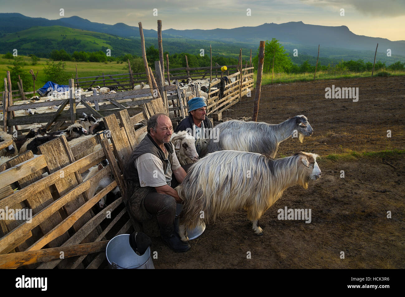 Capre Maramures Maramures, Romania. You can witness this scenery if you dine with