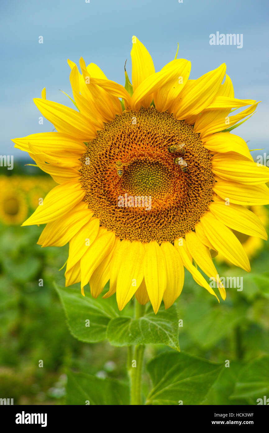 Sunflowers on the field and blue sky Stock Photo - Alamy