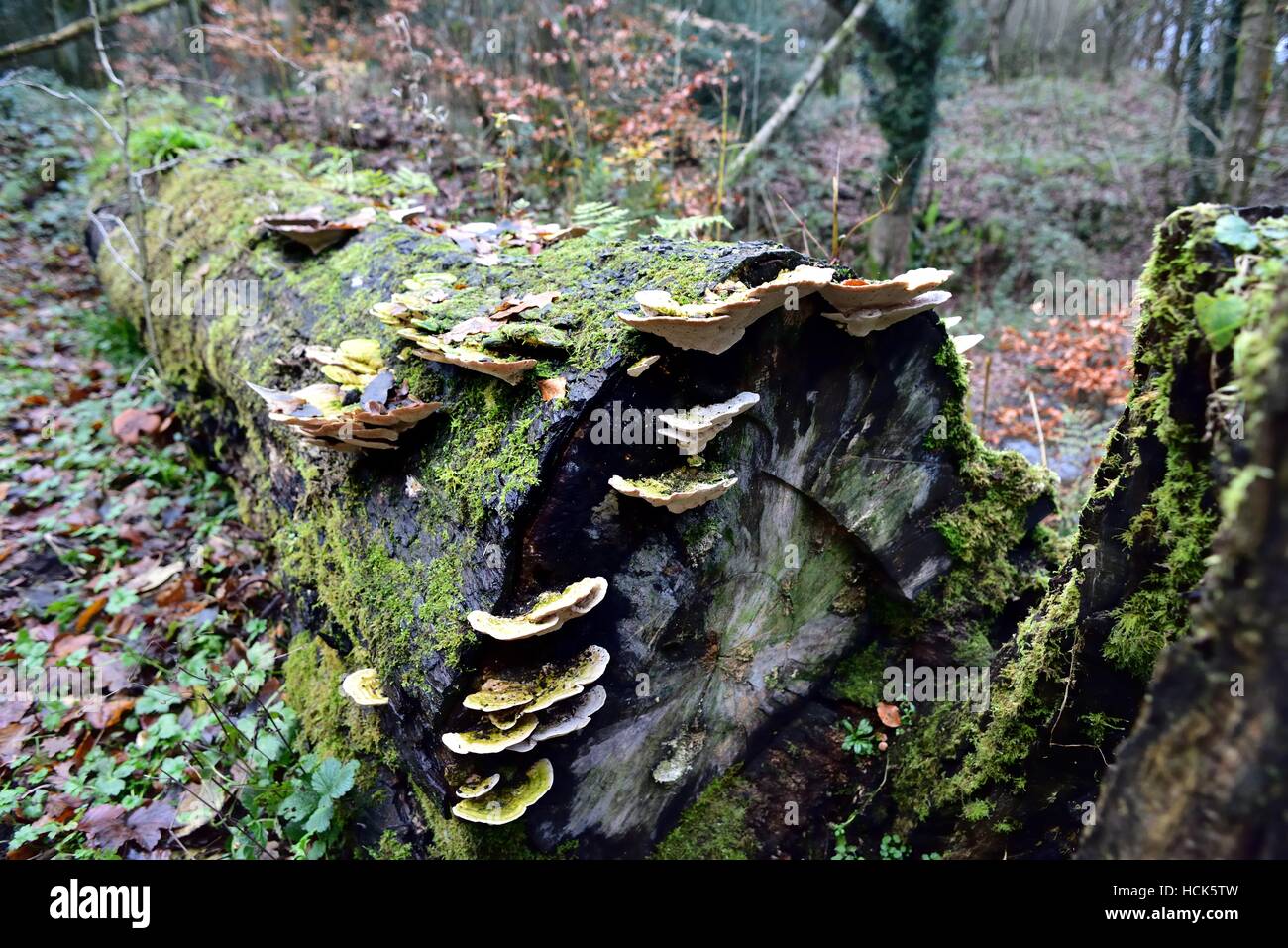Sunlight on the Autumn Fruiting Fungi Stock Photo Alamy