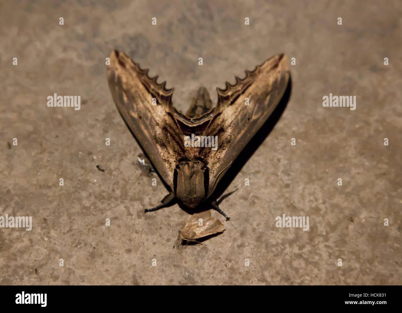 Hawk moth attracted by the light of an incandescent light bulb in Bai Shui Jiang nature reserve. Stock Photo