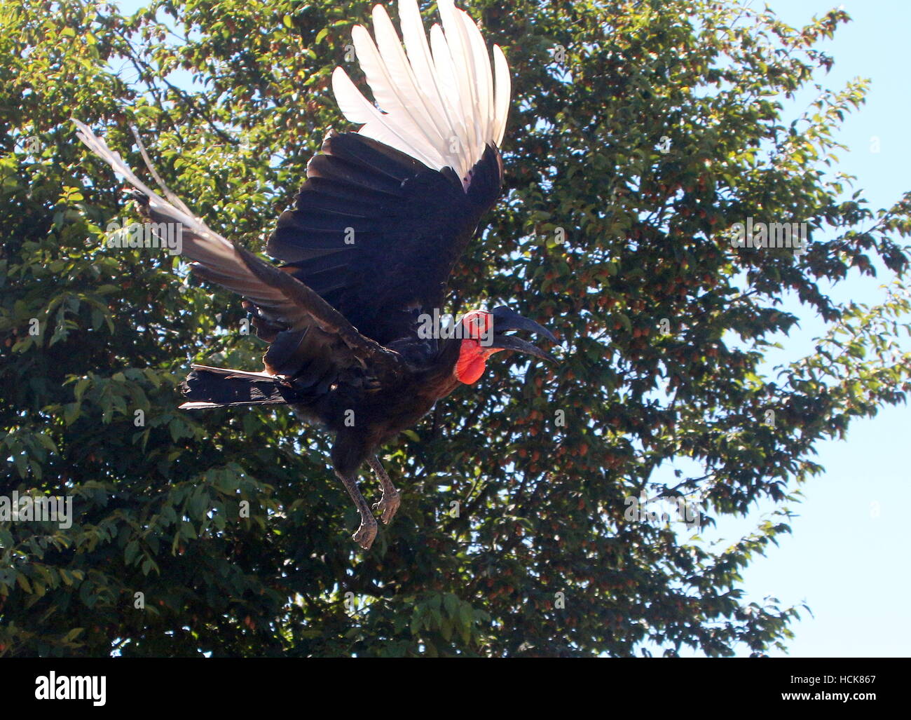 Male African Southern ground Hornbill (Bucorvus Leadbeateri, formerly Bucorvus Cafer) taking off into flight Stock Photo
