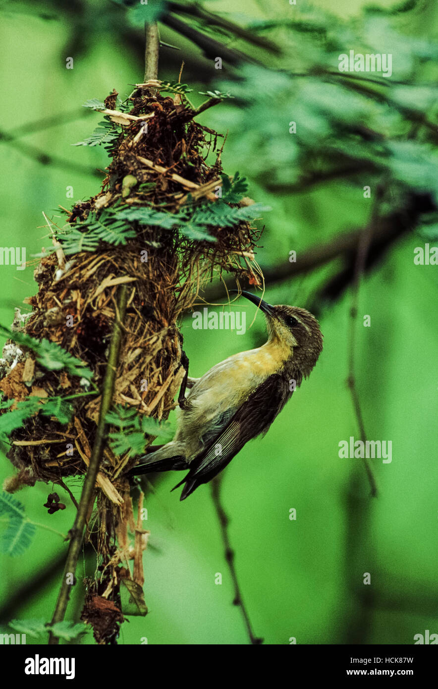 Purple Sunbird, Nectarina asiatica or Cinnyris asiaticus, female building its nest, Rajasthan, India Stock Photo