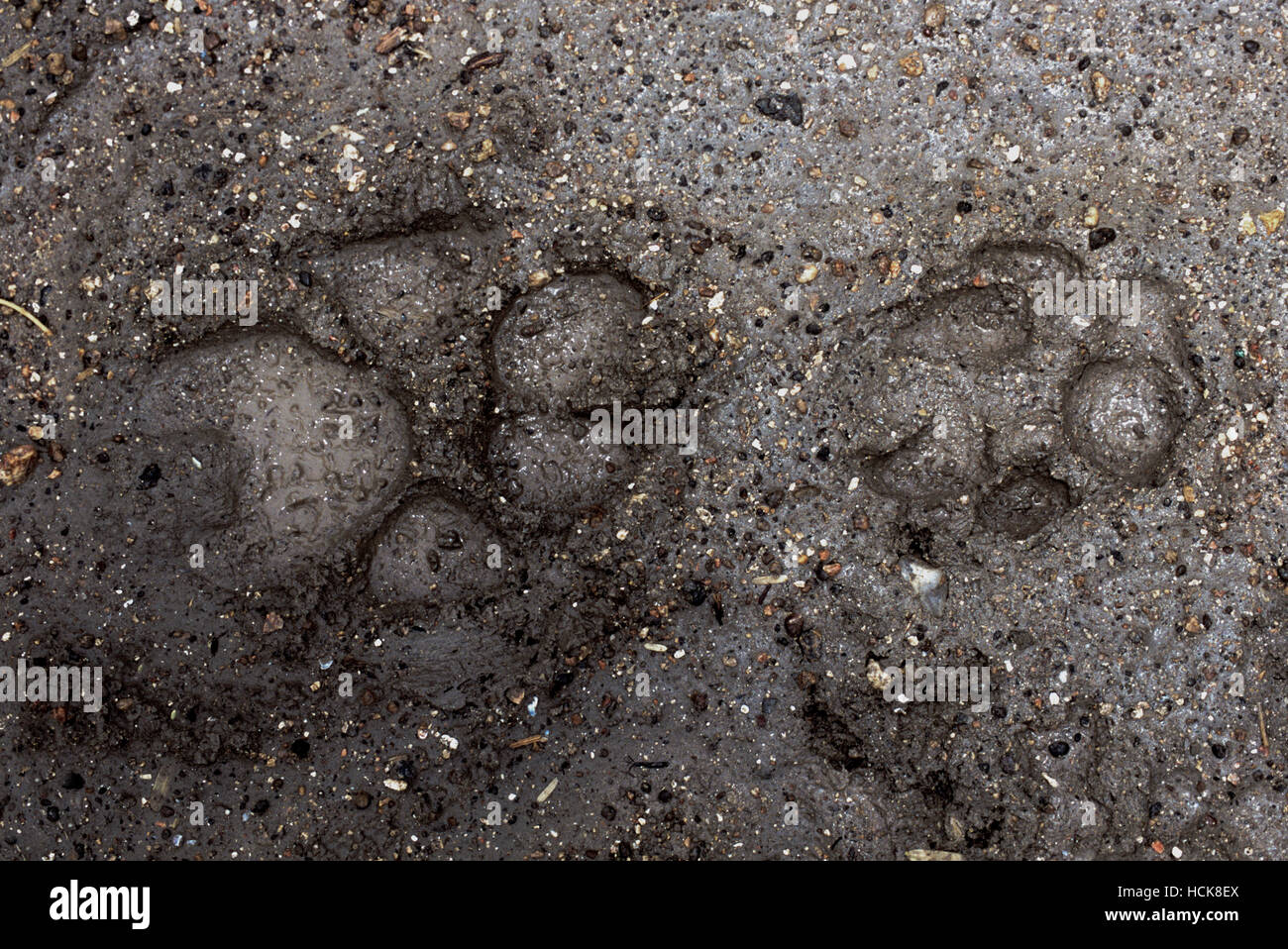 Indian Wolf,(Canis lupus pallipes),and Indian Jackal,(Canis aureus indicus),paw tracks in mud, Gujarat, India.(Wolf-left side and Jackal-right side). Stock Photo