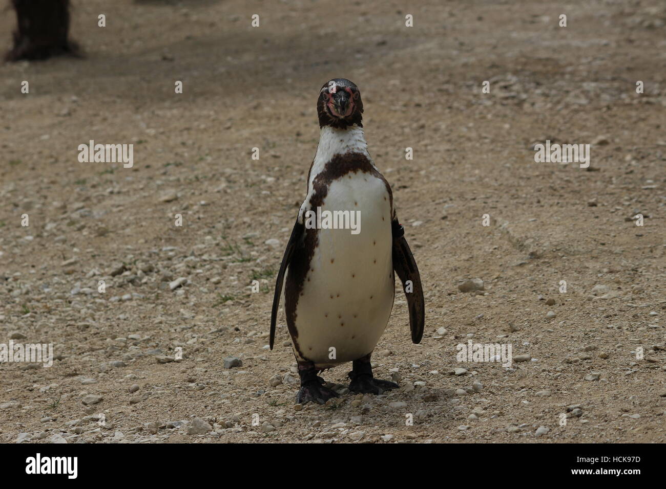 Humboldt penguin mate for life walking full body length front frontal portrait Stock Photo