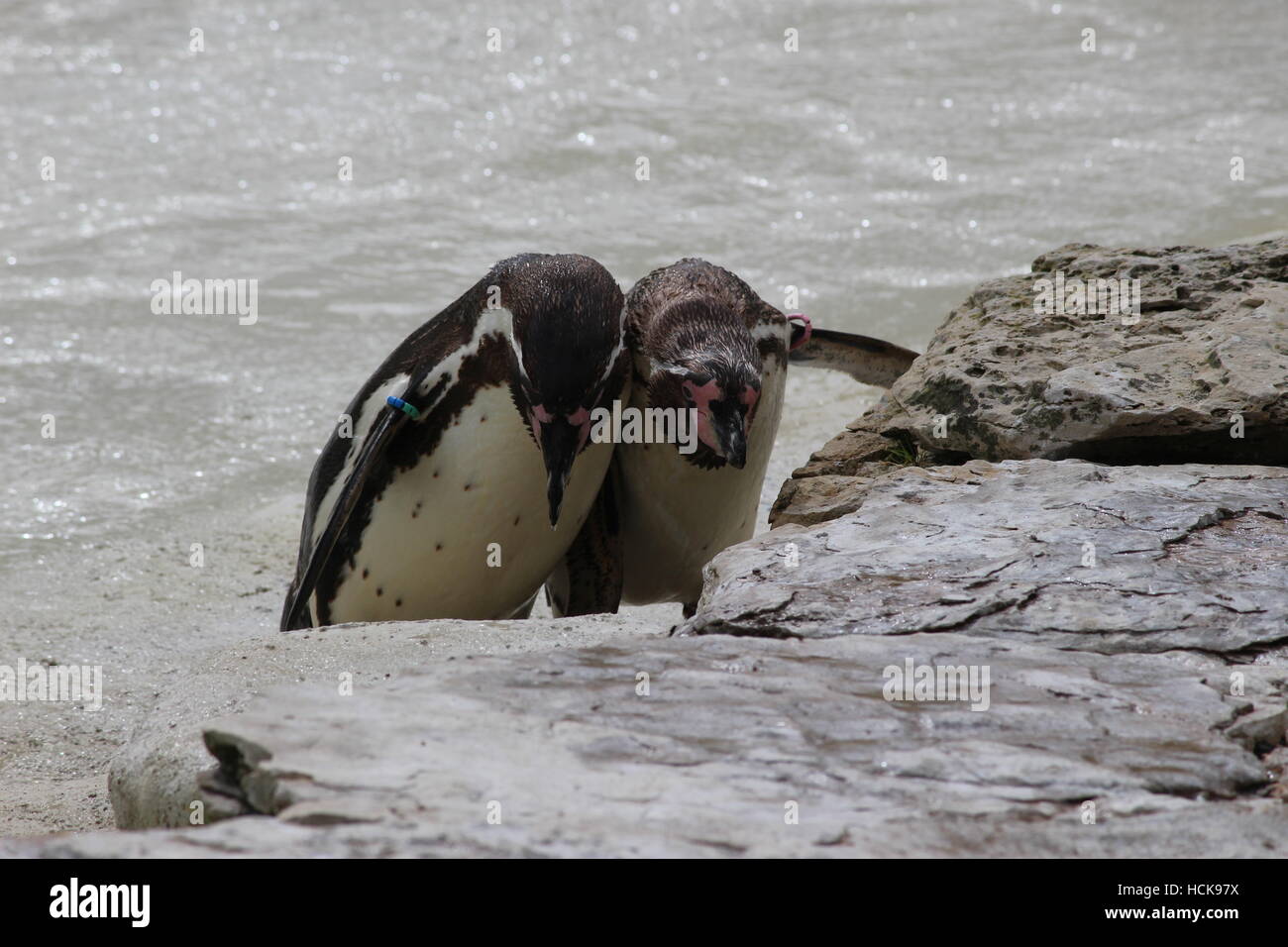 Humboldt Spheniscus humboldti penguins penguin friends couple sociable