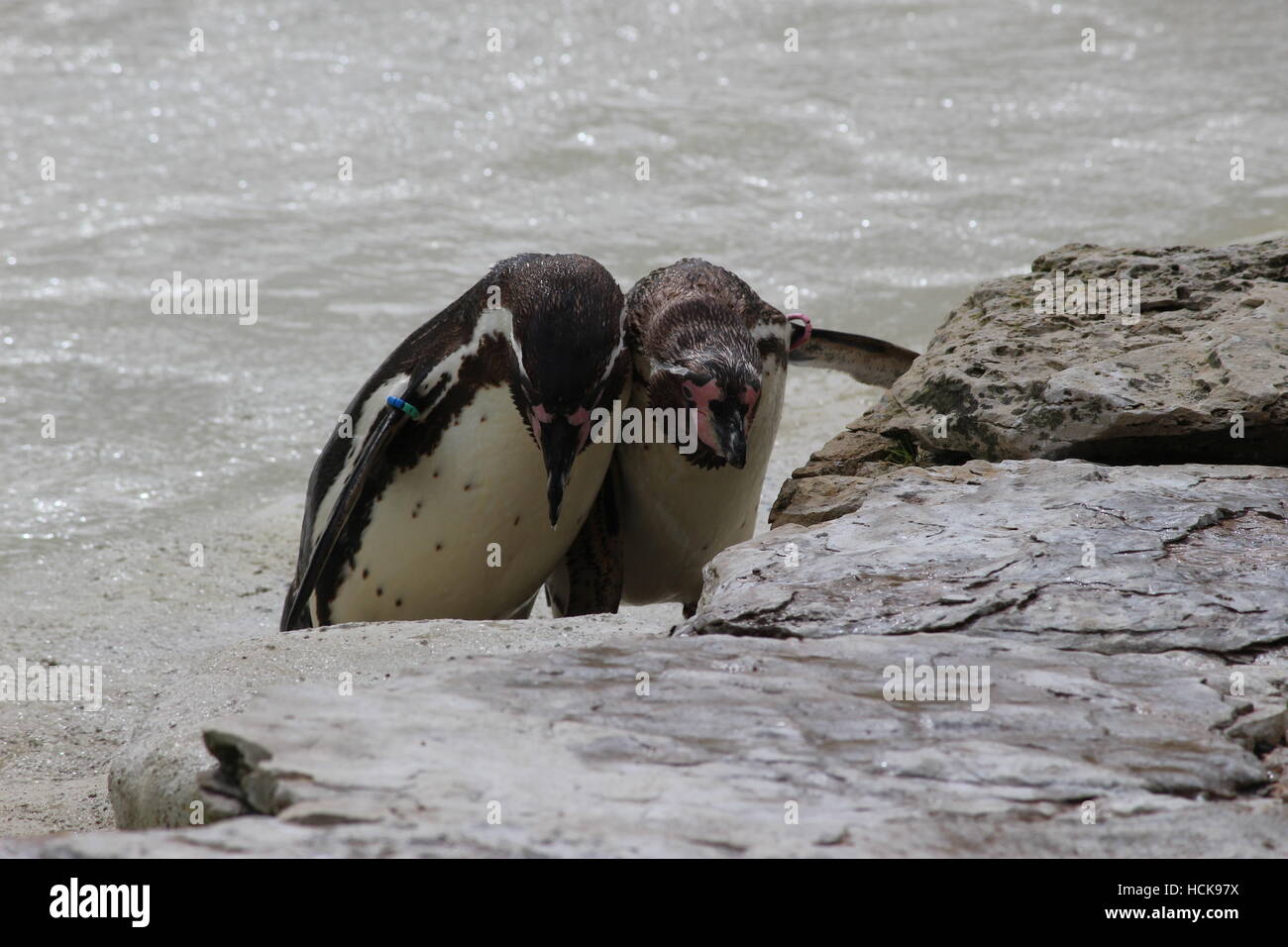 Humboldt Spheniscus humboldti penguins penguin friends couple sociable mate for life walking full body length Stock Photo