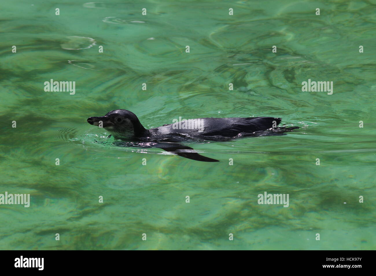 Humboldt Spheniscus humboldti penguin swimming full body length Stock Photo