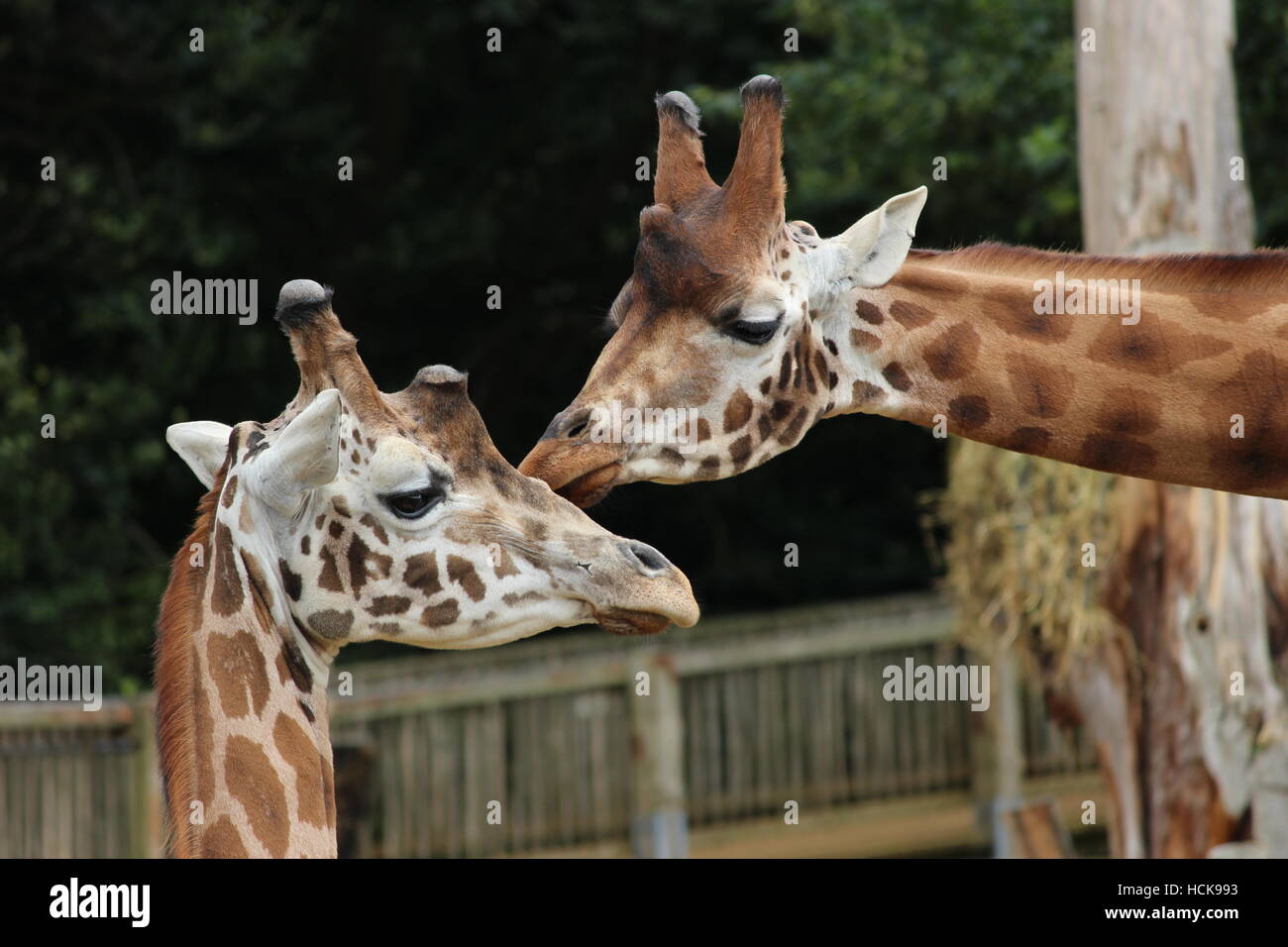 Mother child giraffes kissing grooming communicating portrait headshots head shot Cotswold Wildlife Park Stock Photo