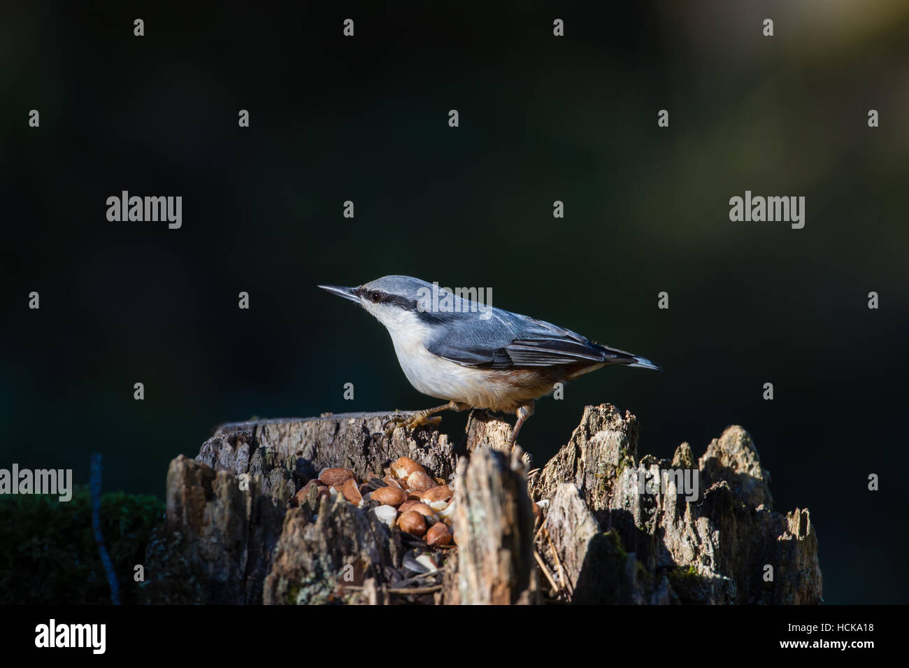 A beautiful Nuthatch (Sitta europaea) sitting on a stump with a nice dark bokeh Stock Photo