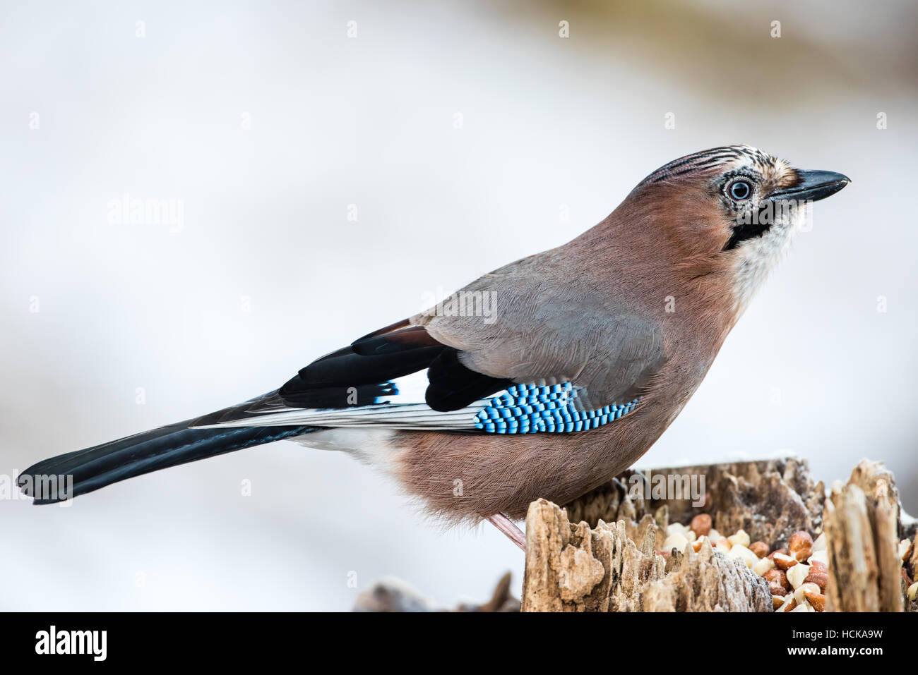 The whole Jay (garrulus glandarius) in profile on the stump with a snowy background Stock Photo