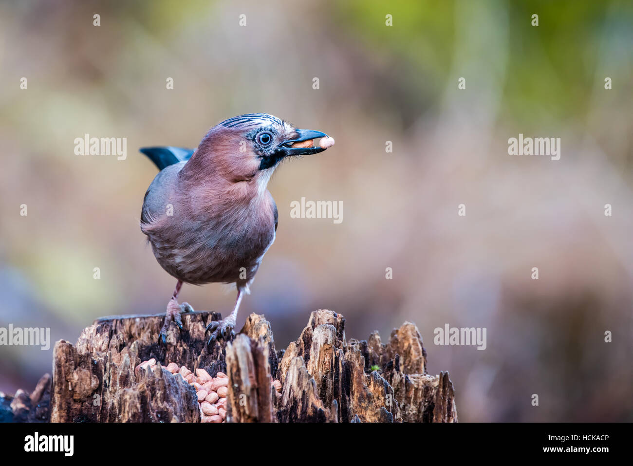 The beautiful, but shy, jay found the peanuts in the old stump with a nice bokeh in the  background Stock Photo