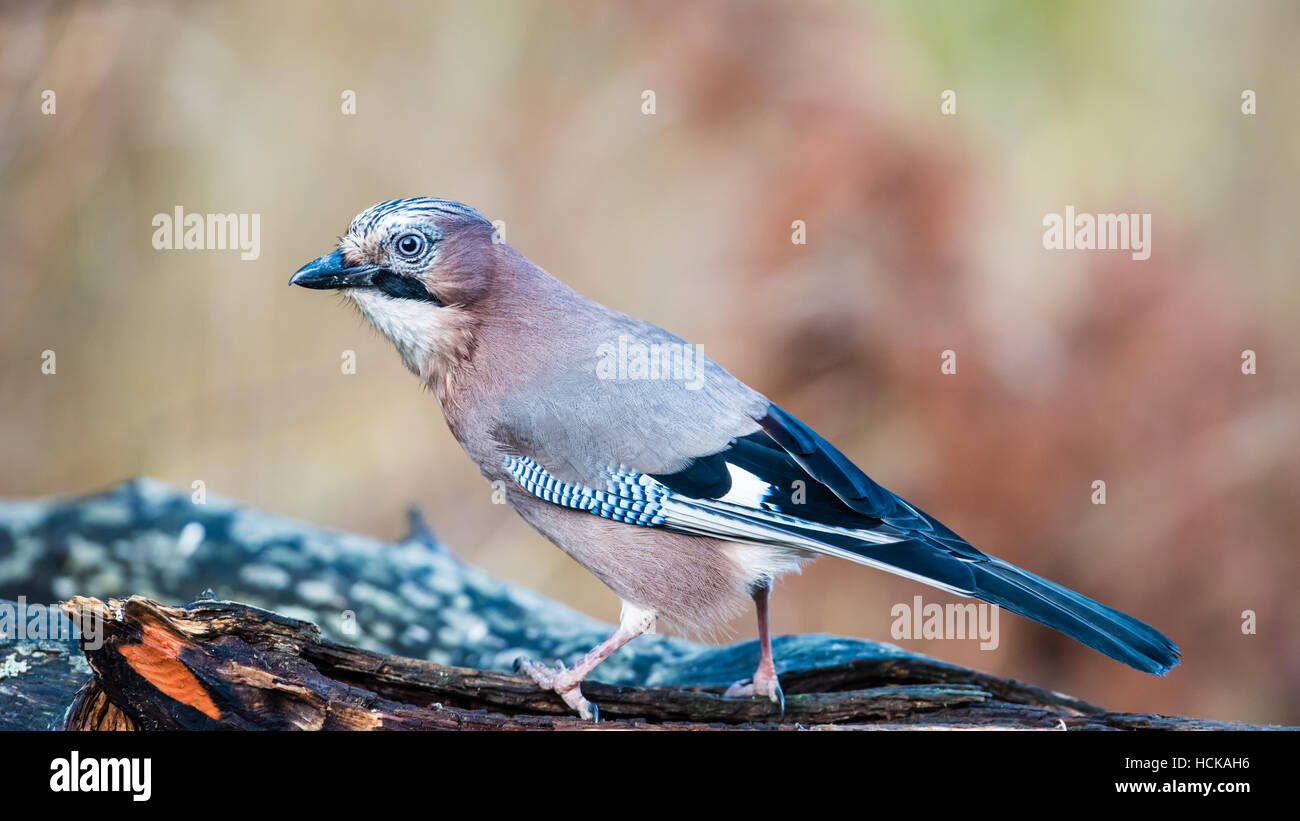 The beautiful, but shy, Eurasian jay (Garrulus glandarius), in profile with a nice autumn colored bokeh in the  background. Stock Photo
