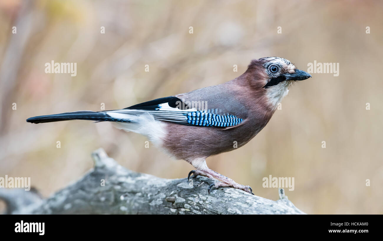 The beautiful, but shy, Eurasian jay (Garrulus glandarius), in profile while looking for more nuts with a nice bokeh in the  background. Stock Photo