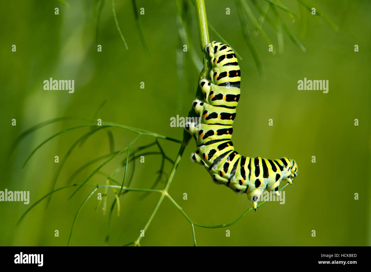 Caterpillar of the Old World Swallowtail (Papilio machaon) likes to eat