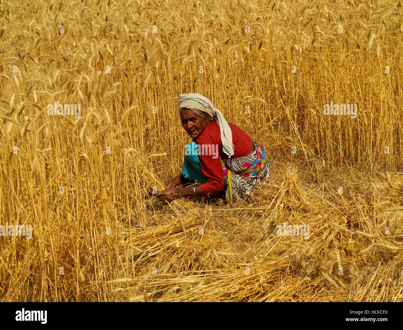 Old indian woman working on a wheat field in the heat of midday at ...