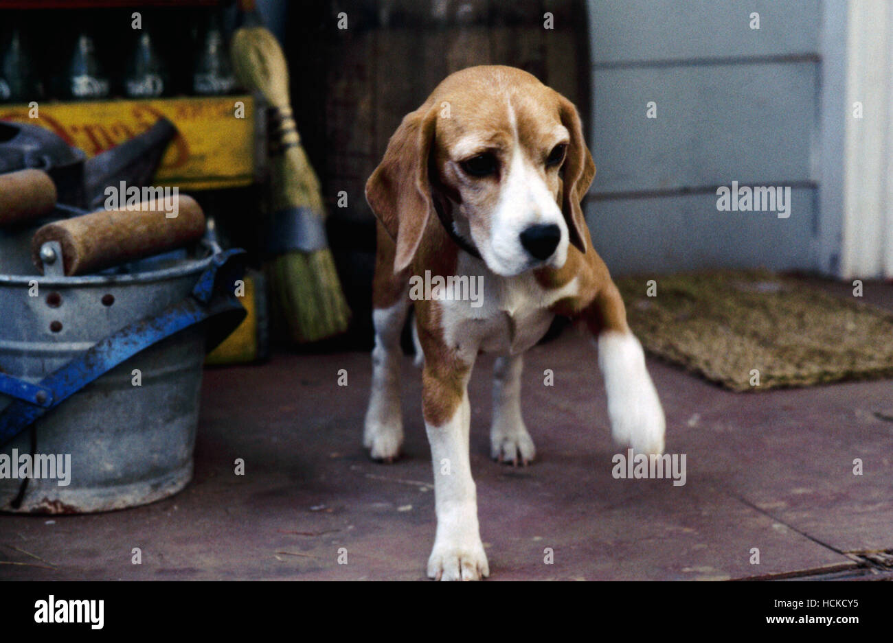 SHILOH, Shiloh the dog, 1996, © Legacy Releasing/courtesy Everett Collection Stock Photo