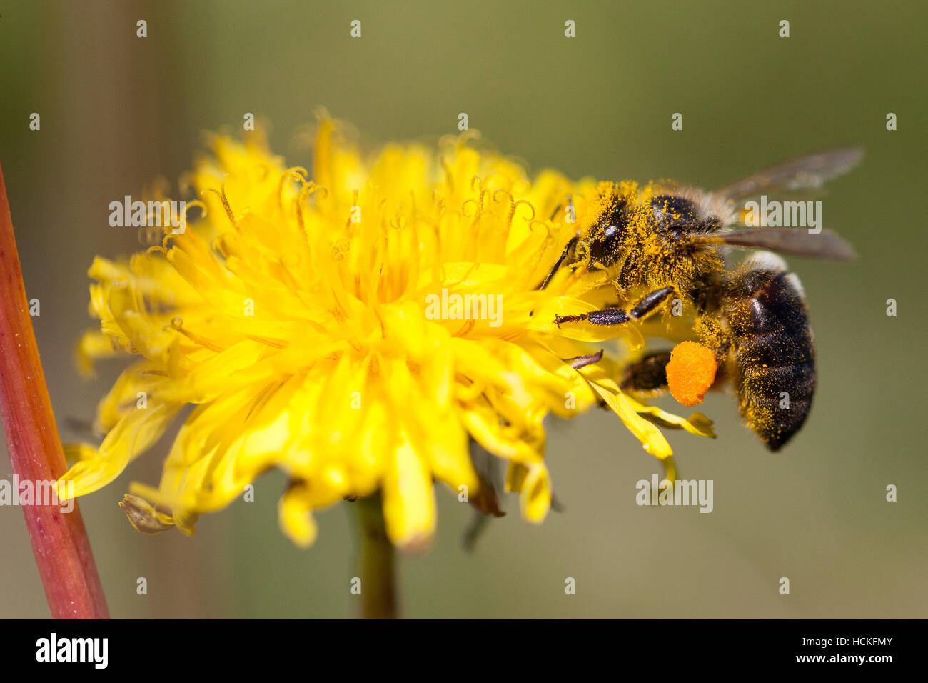 Bee perched on a flower collecting pollen Stock Photo