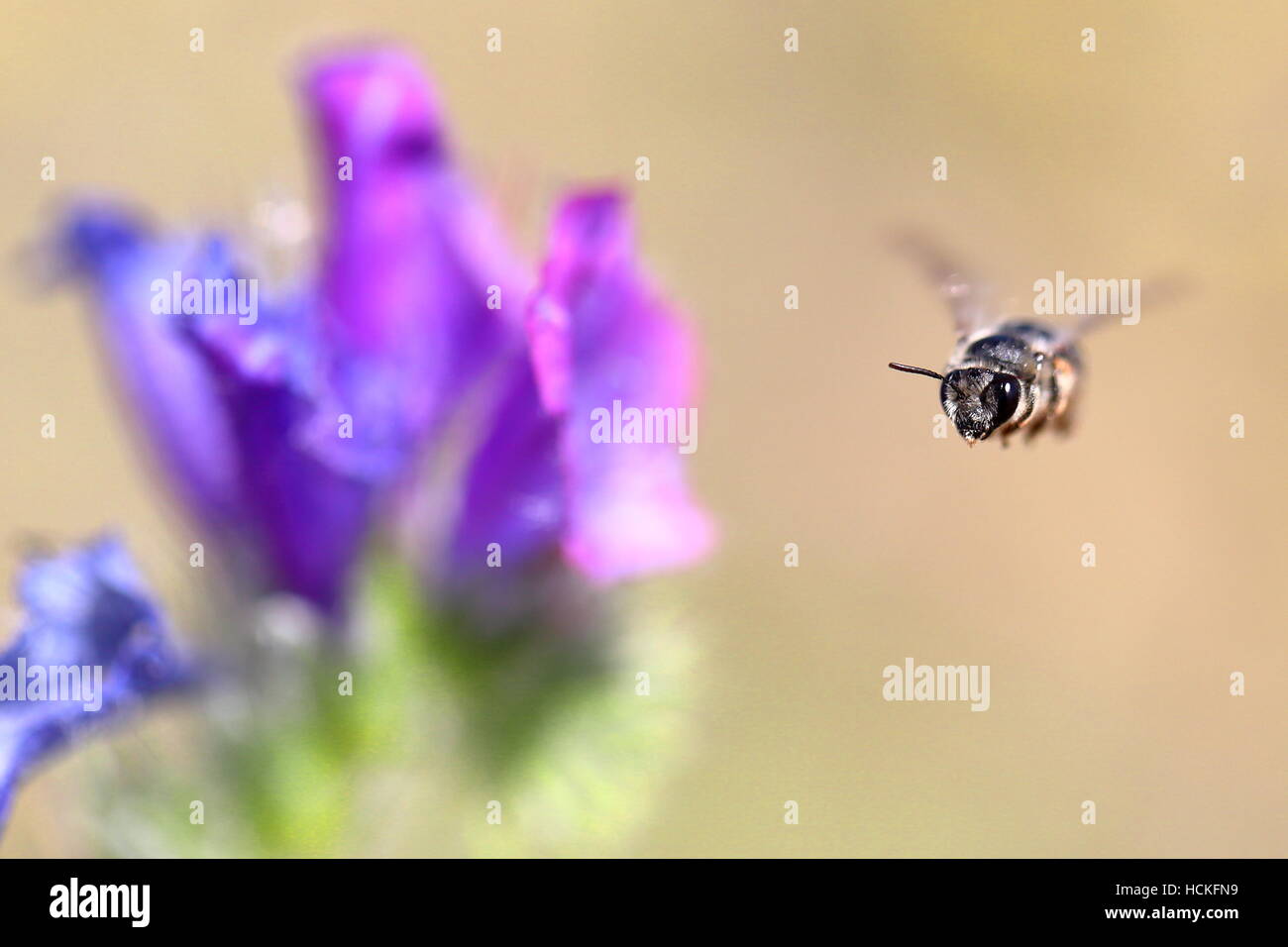 Bee looking for pollen caught in midair Stock Photo