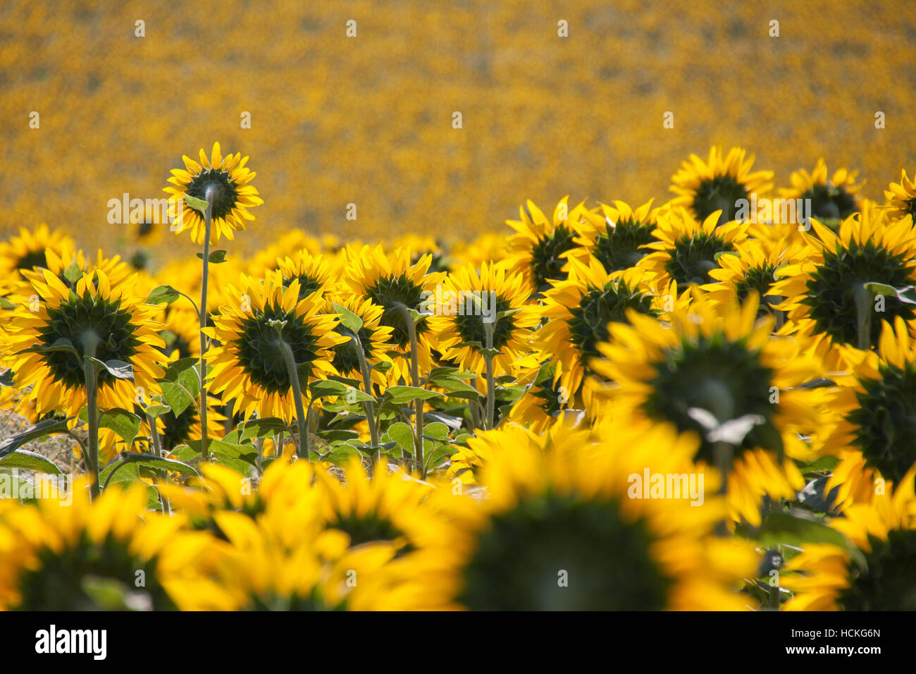Planting of sunflowers in the field Stock Photo Alamy