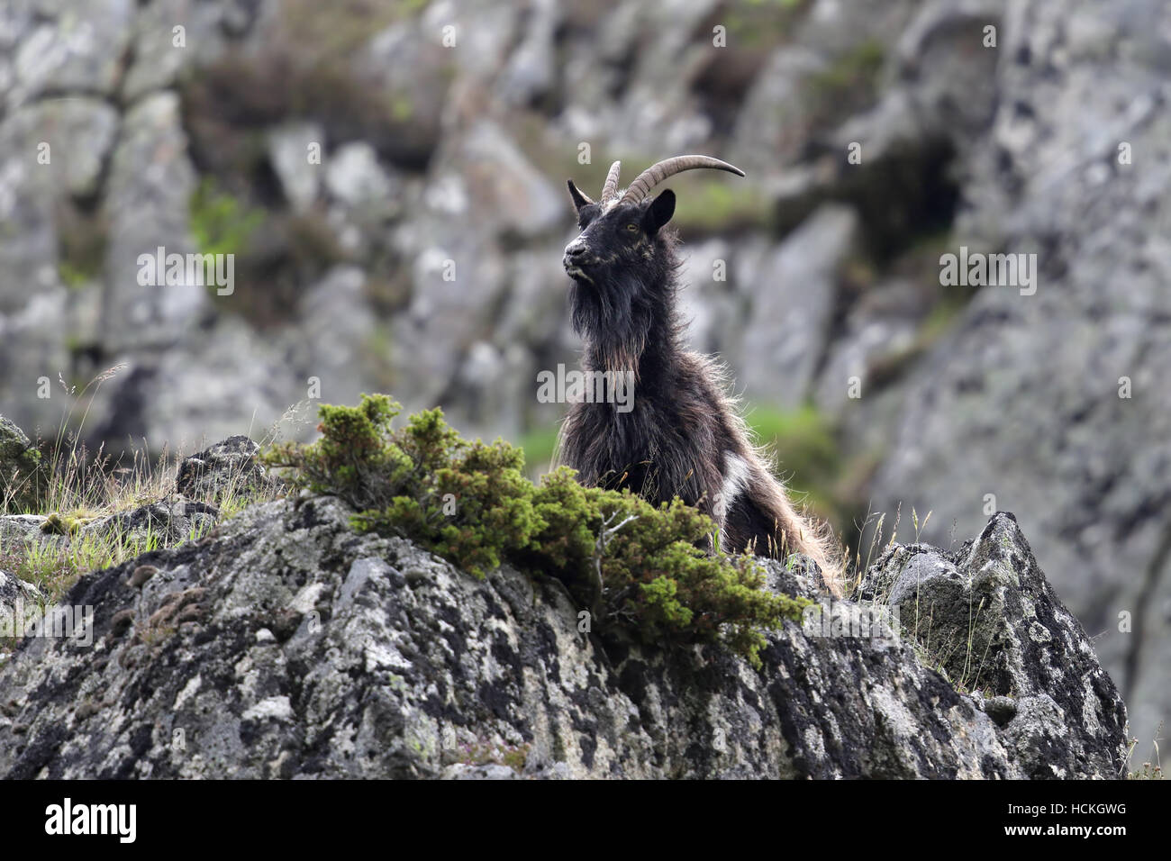 Wild British Primitive Goats also know as Wild Feral Goats. Taken in Findhorn Valley,  Scotland. Stock Photo