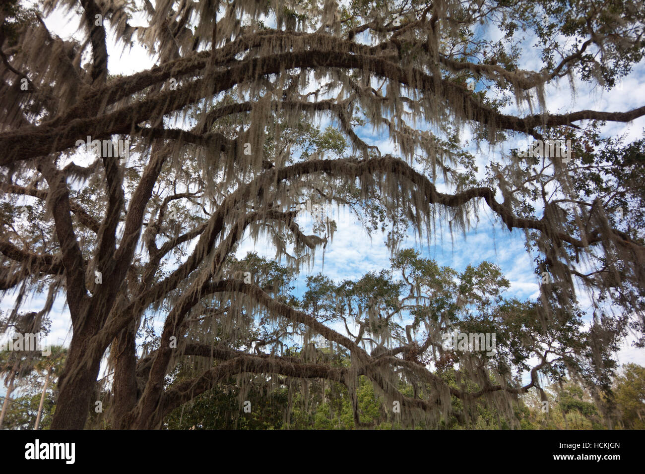 Large live oaks with moss hanging from the branches Stock Photo Alamy