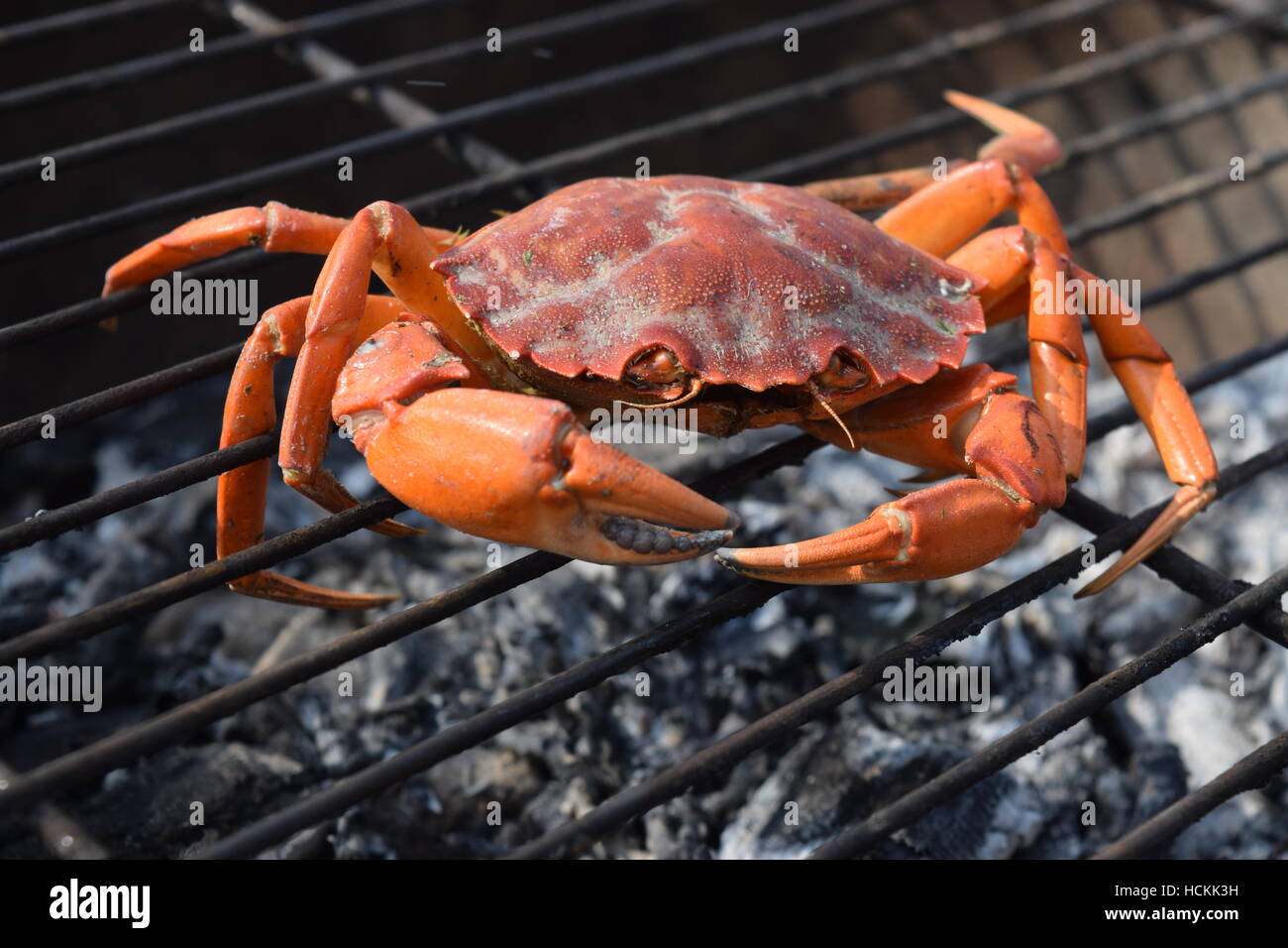 Raw orange crab on a barbecue grill with charcoal cooking at the Isle
