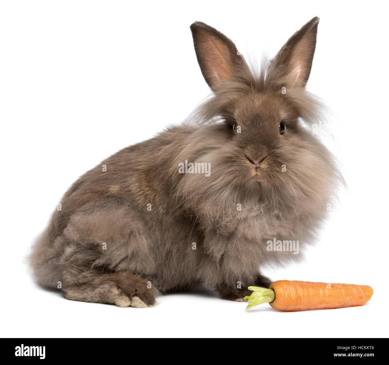 Cute chocolate colored mini lionhead bunny rabbit with a carrot Stock