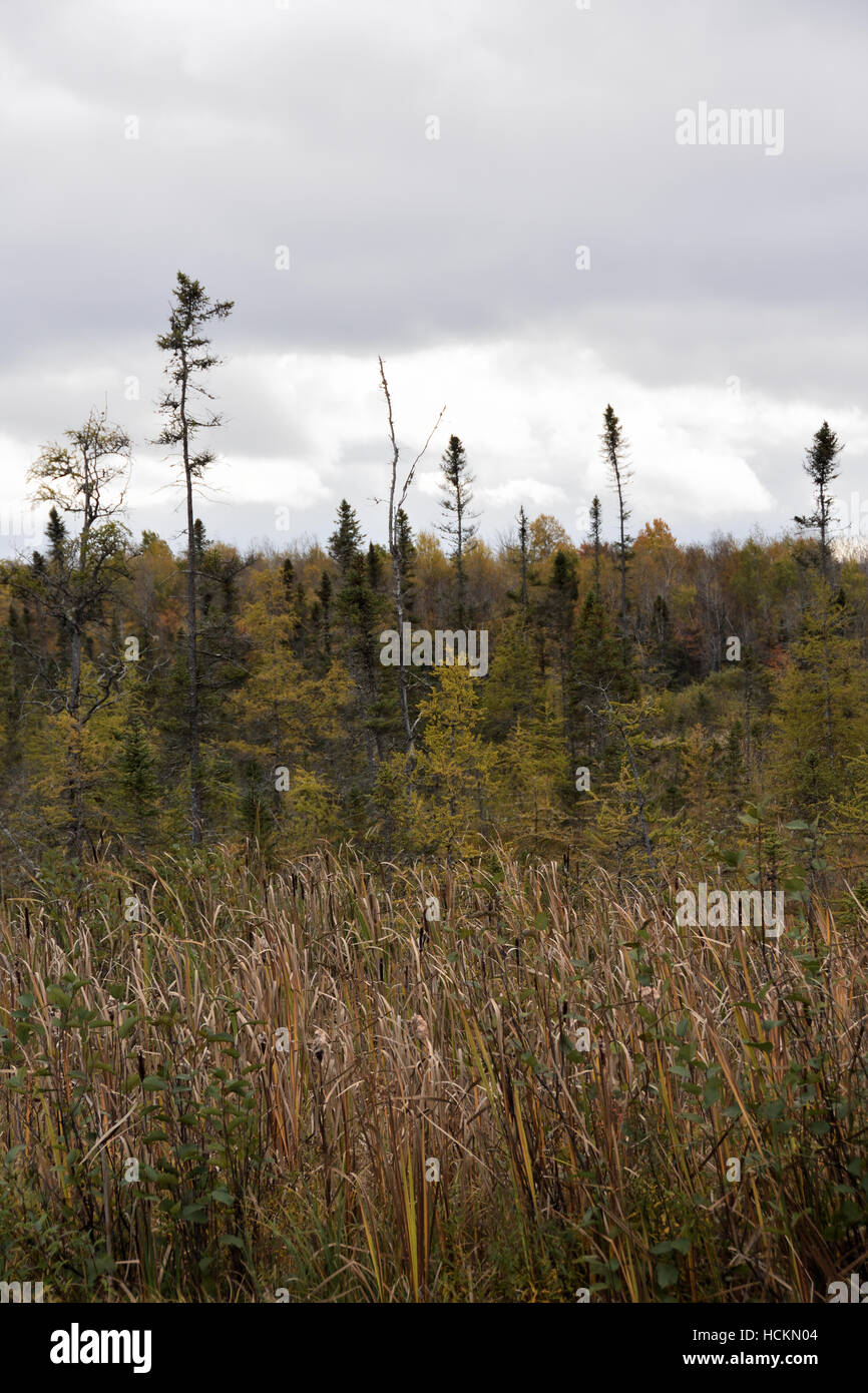 Rural landscape in northern Wisconsin between Park Falls and Winter ...