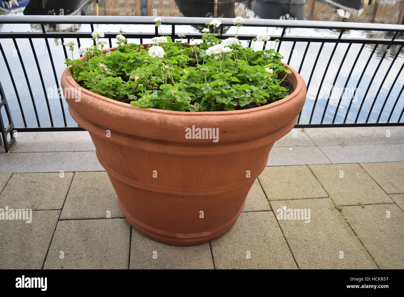 Large round plant pot with growing plant Stock Photo Alamy