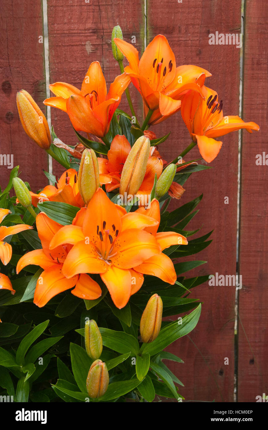 Asiatic lilies garden hires stock photography and images Alamy