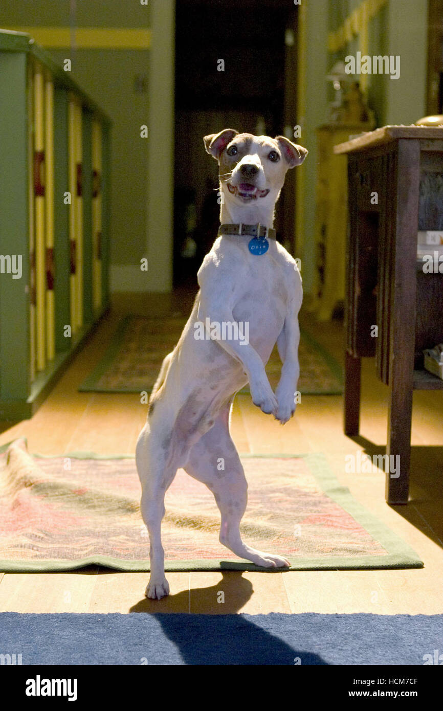 SON OF THE MASK, Otis the dog, 2005, (c) New Line/courtesy Everett