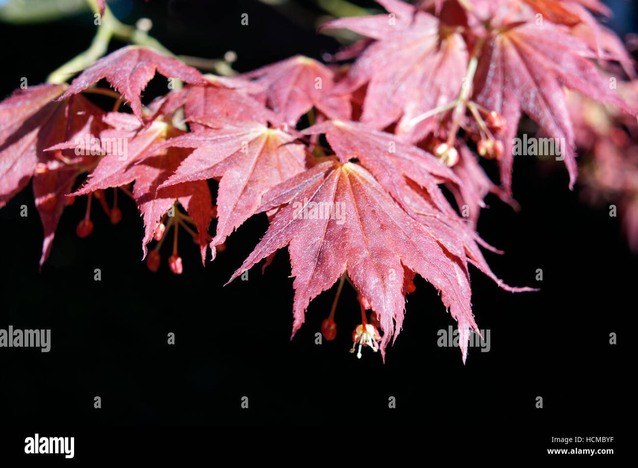Close-up of red Japanese maple Acer palmatum tree leaves in spring, Vancouver, British Columbia, Canada Stock Photo
