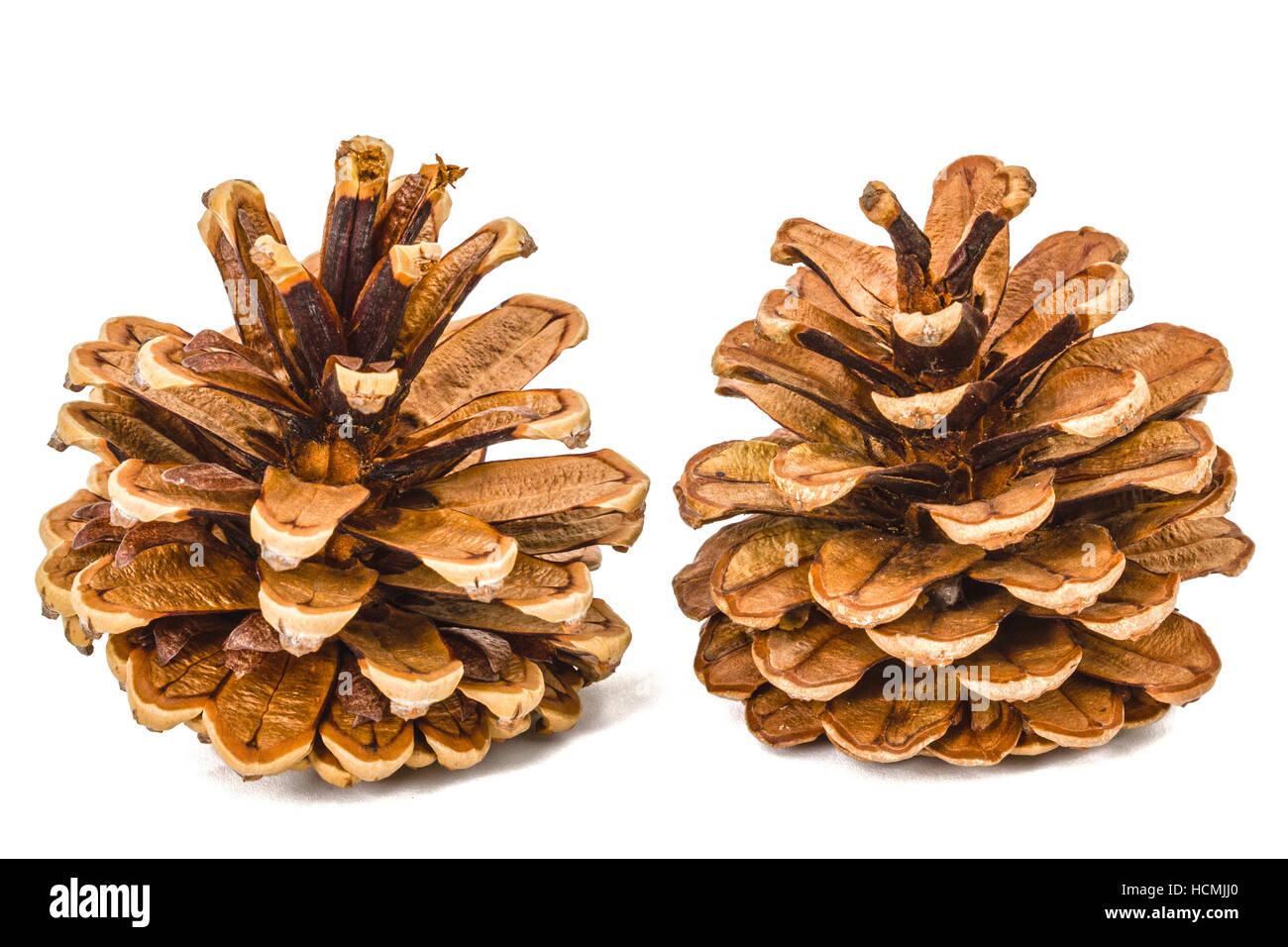 Beautiful pine cones isolated on a white background Stock Photo - Alamy