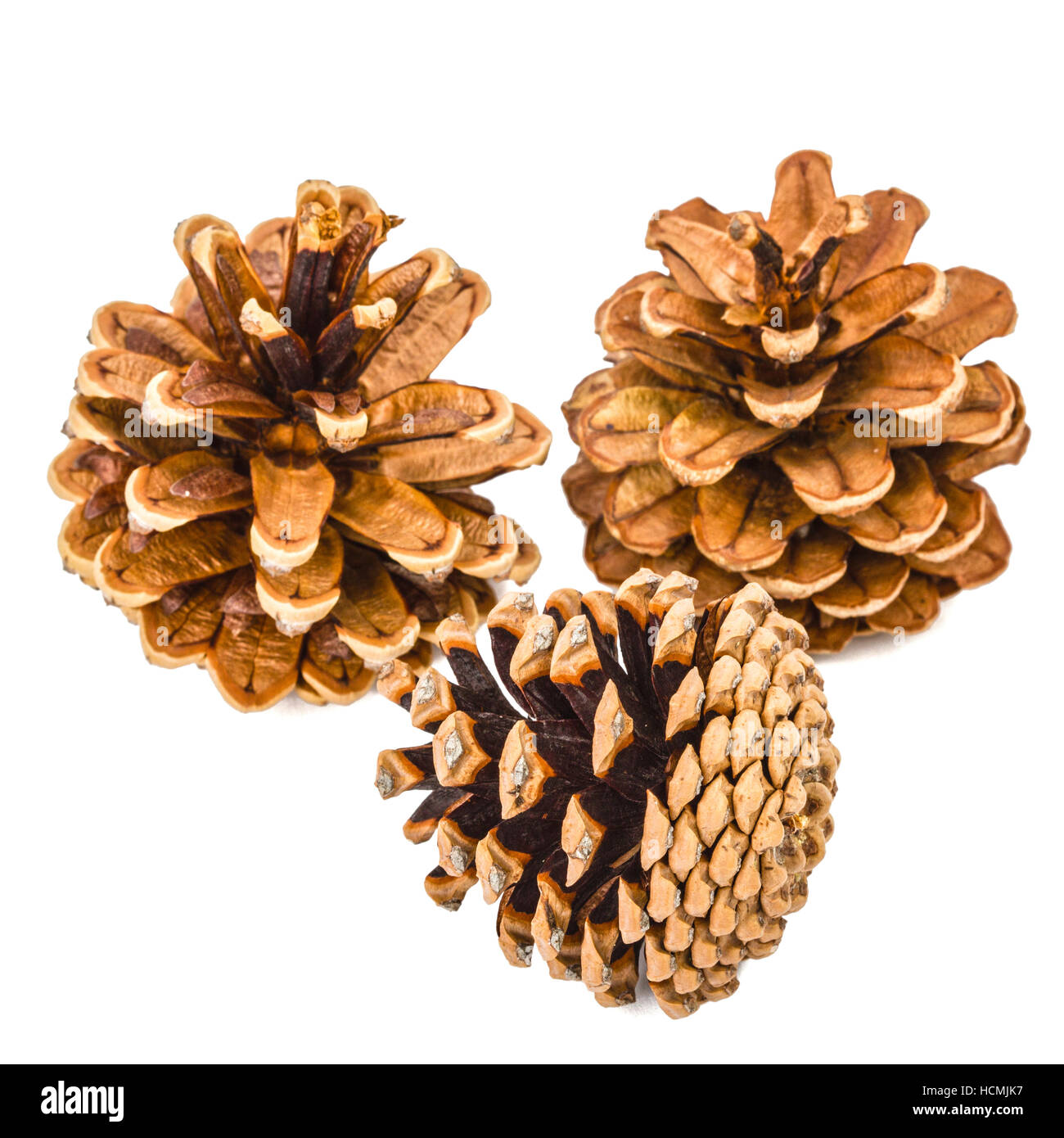 Beautiful pine cones isolated on a white background Stock Photo - Alamy