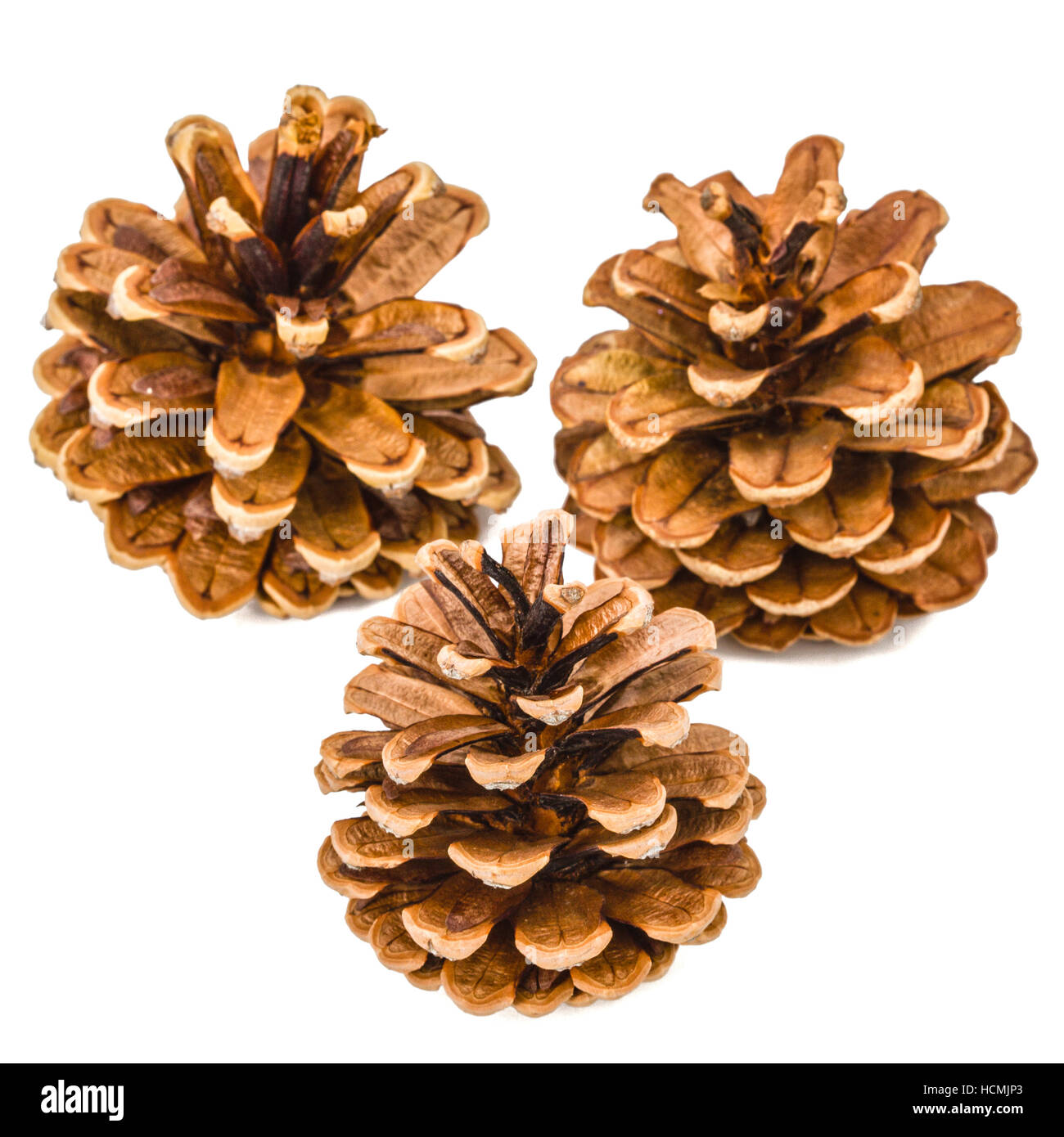 Beautiful pine cones isolated on a white background Stock Photo - Alamy